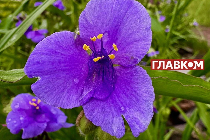 In der Ukraine wird es regnen: Wetterprognose für den 14. Juni