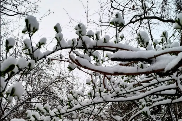 Snow in the middle of spring in Ukraine
