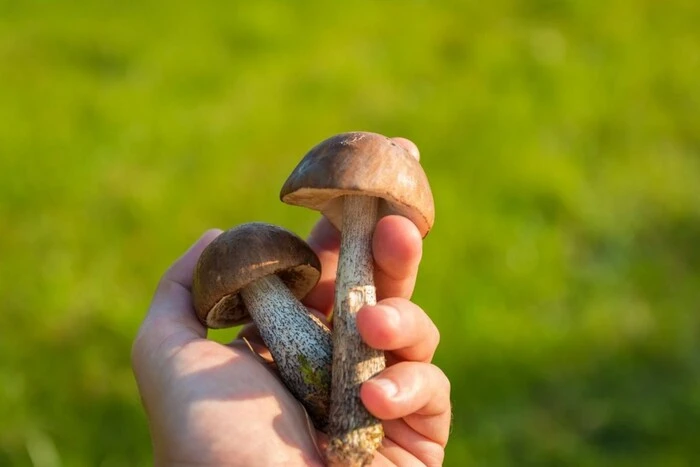 Mushroom poisoning in Ternopil region: fatalities, child